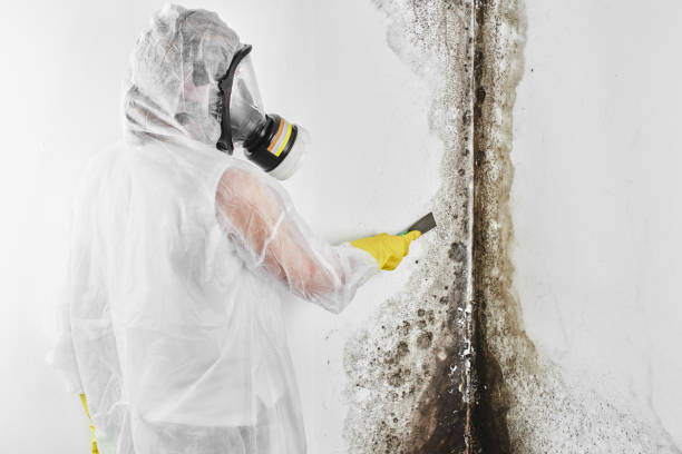 Best Mold Remediation for Specific Building Types in Graham, TX