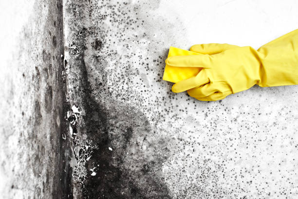 Best Industrial Mold Remediation in Graham, TX