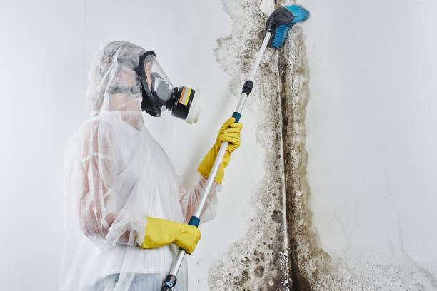Best Preventive Mold Services in Graham, TX