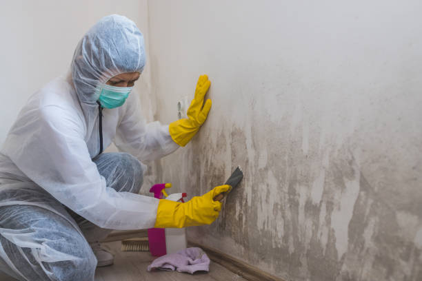 Best Kitchen Mold Remediation in Graham, TX