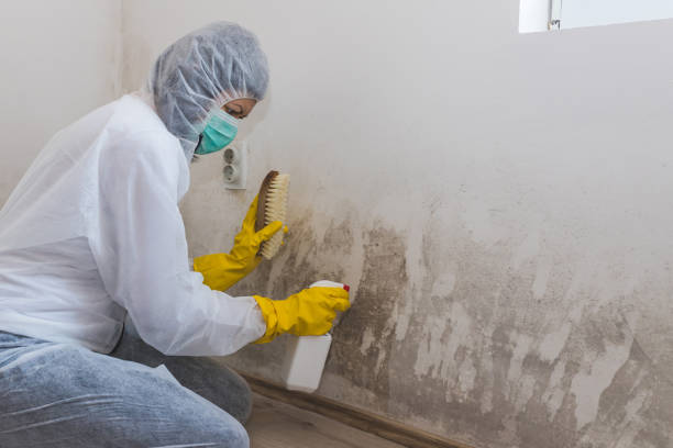 Best Post-Flood Mold Remediation in Graham, TX