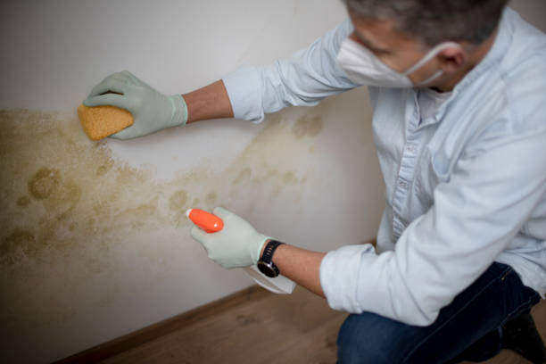 Best Post-Flood Mold Remediation in Graham, TX