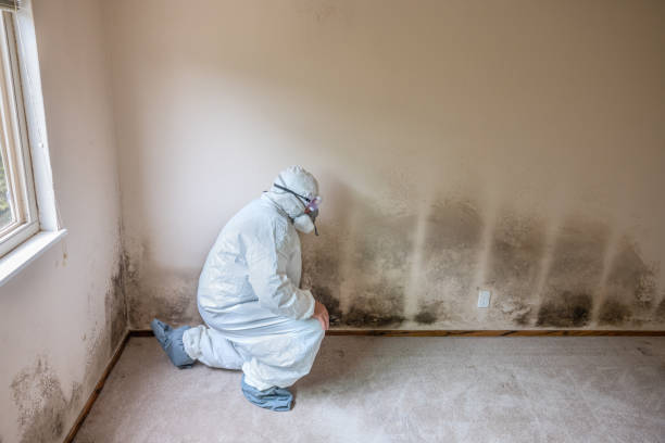 Best Industrial Mold Remediation in Graham, TX