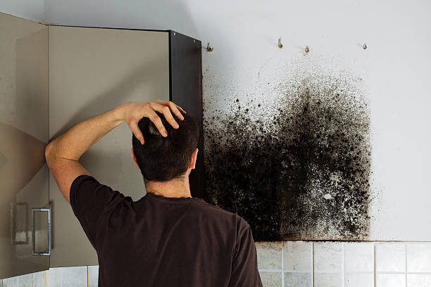 Best Residential Mold Remediation in Graham, TX