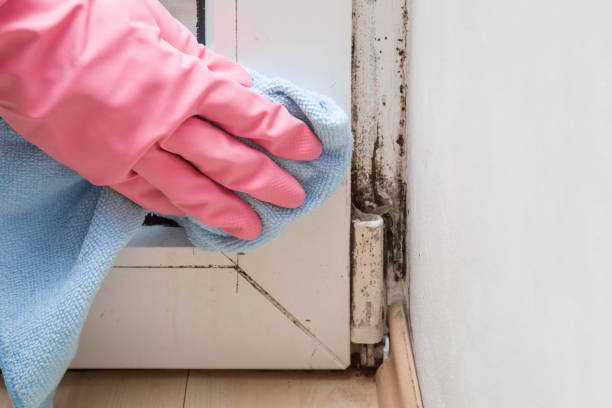 Best Emergency Mold Remediation in Graham, TX