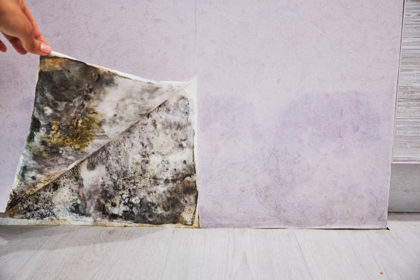 Best Commercial Mold Remediation in Graham, TX